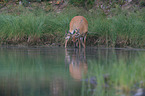 white-tailed deer