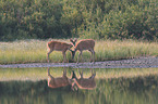 white-tailed deer