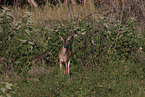 white-tailed deer