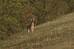 white-tailed deer