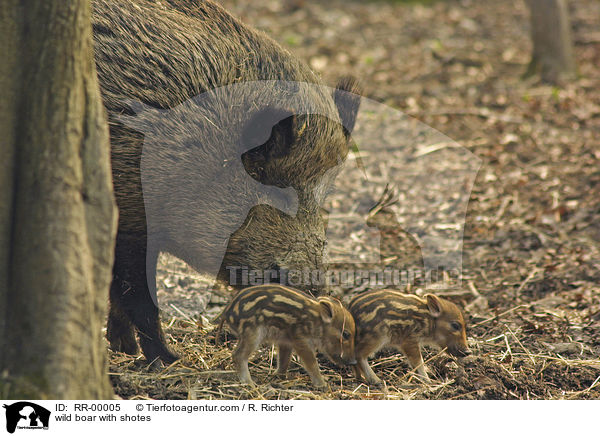 Wildschwein Bache mit Frischlingen / wild boar with shotes / RR-00005