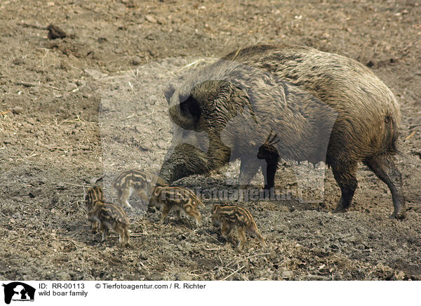 wild boar family / RR-00113