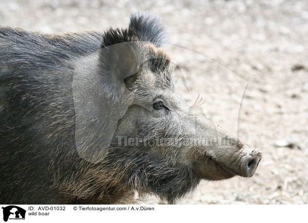 Wildschwein / wild boar / AVD-01032