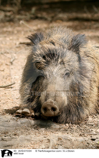 wild boar / AVD-01034