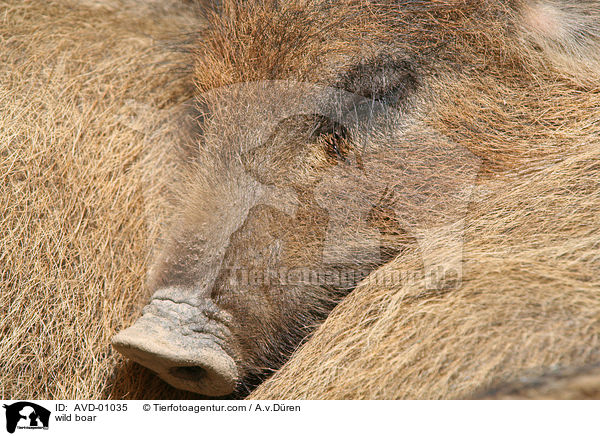 wild boar / AVD-01035