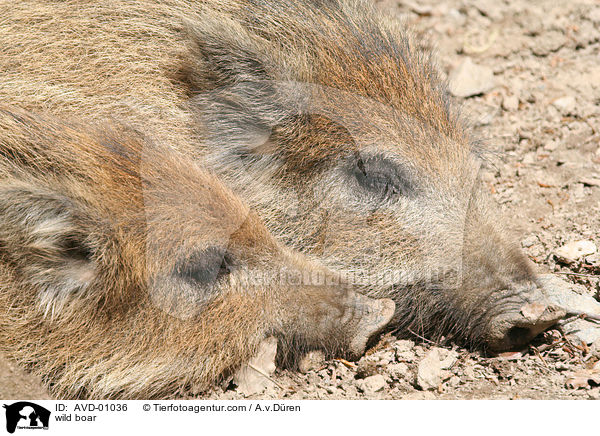 Wildschwein / wild boar / AVD-01036