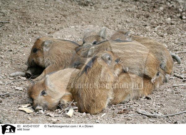 Wildschwein / wild boar / AVD-01037
