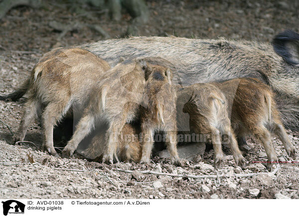 drinking piglets / AVD-01038