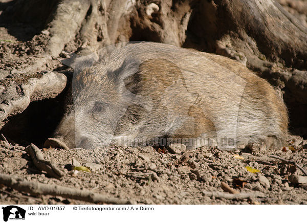 wild boar / AVD-01057