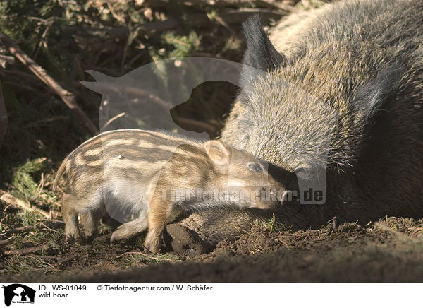 Wildschwein-Frischling liebkost seine Mutter / wild boar / WS-01049