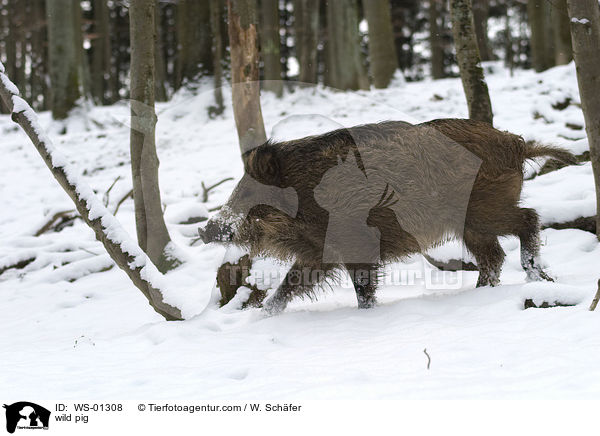 Wildschwein im Winter / wild pig / WS-01308