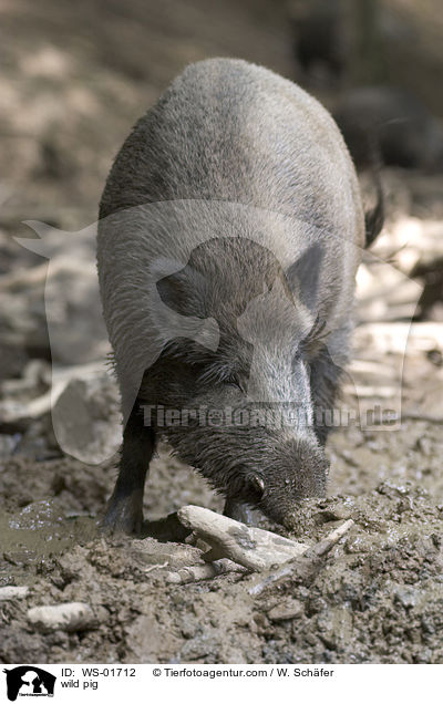 Wildschwein bei der Nahrungssuche / wild pig / WS-01712