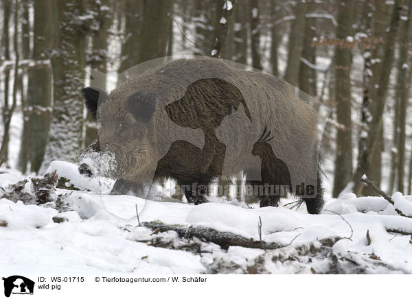 wild pig / WS-01715