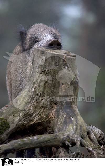 Wildschwein / wild pig / WS-01716