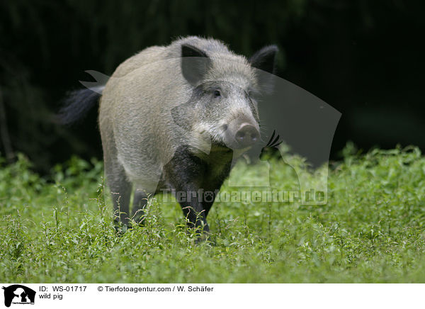 wild pig / WS-01717