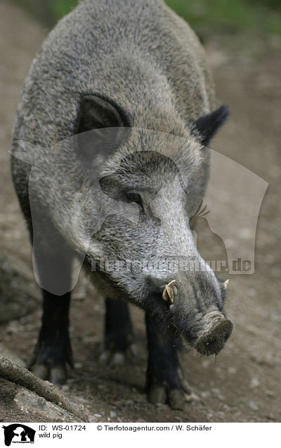 Wildschwein / wild pig / WS-01724