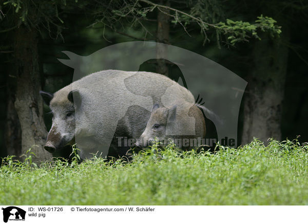 Wildschweine im grnen Gras / wild pig / WS-01726