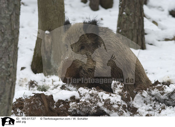 Wildschwein im Winter / wild pig / WS-01727