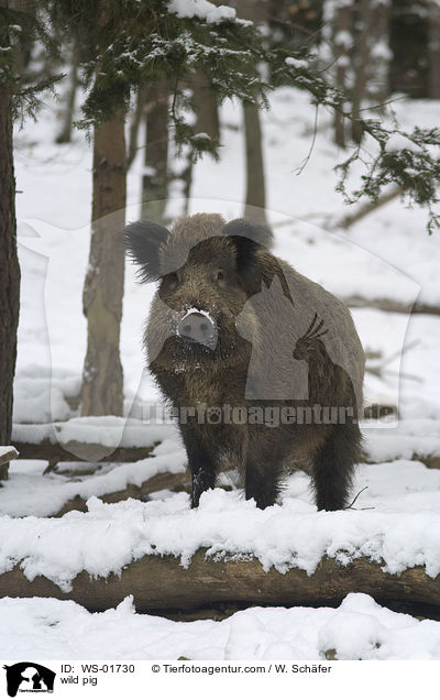 Wildschwein im Winter / wild pig / WS-01730