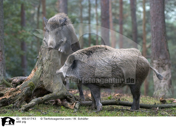 Wildschwein / wild pig / WS-01743