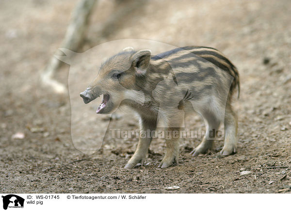 Wildschwein Frischlinge beim Spielen / wild pig / WS-01745