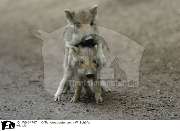 Wildschwein Frischlinge / wild pig / WS-01747