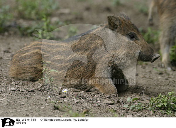 Wildschwein Frischling / wild pig / WS-01748