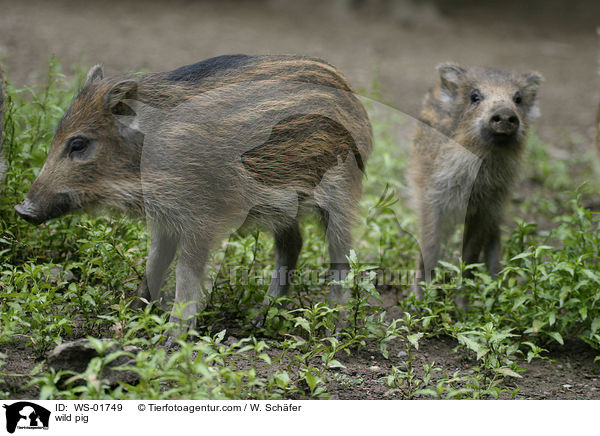 Wildschwein Frischlinge / wild pig / WS-01749