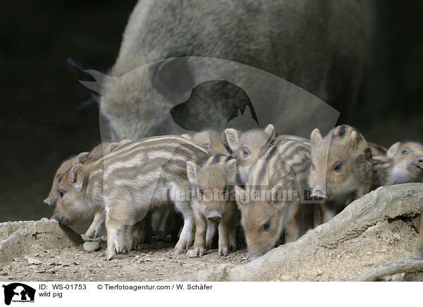 Wildschwein Frischlinge / wild pig / WS-01753