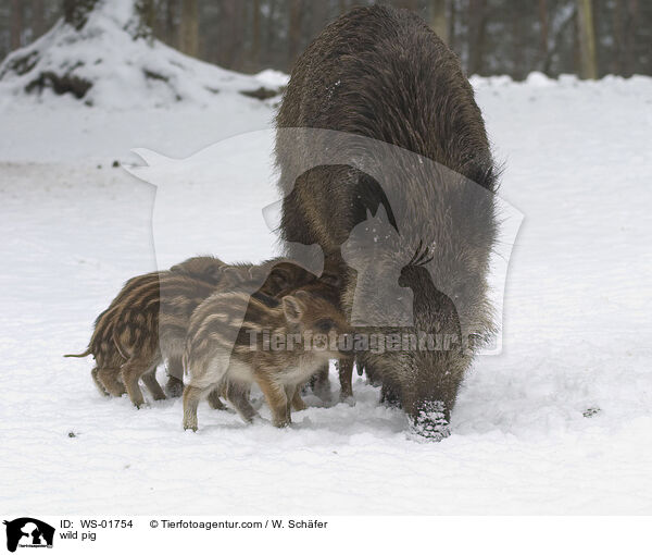 WildschweinIm Winter / wild pig / WS-01754