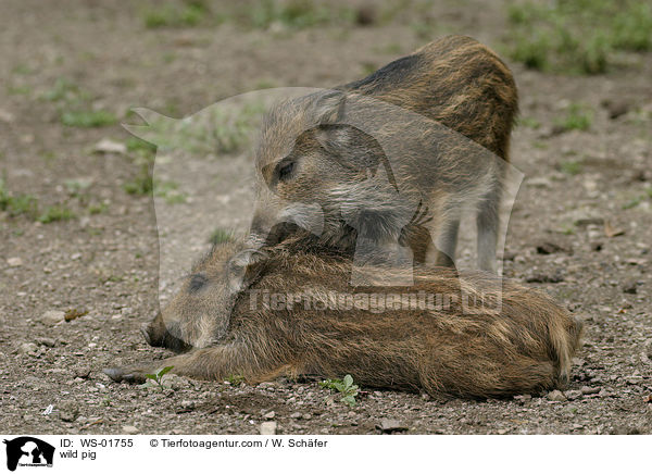 Wildschwein Frischlinge beim Beschnuppern / wild pig / WS-01755