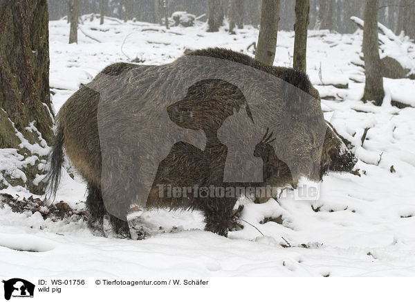 Wildschwein im Winter / wild pig / WS-01756