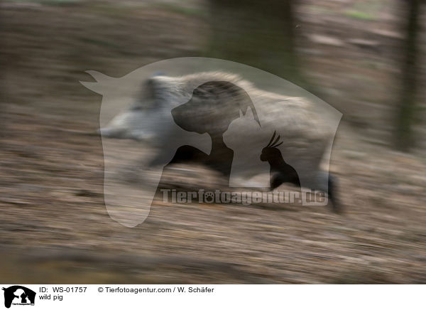 Wildschwein auf der Flucht / wild pig / WS-01757