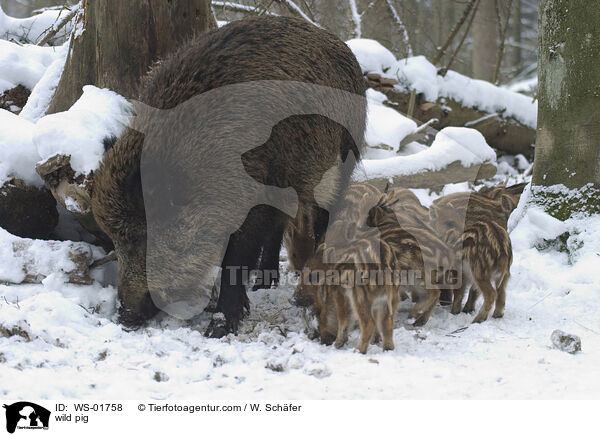Wildschwein mit Frischlingen im Winter / wild pig / WS-01758