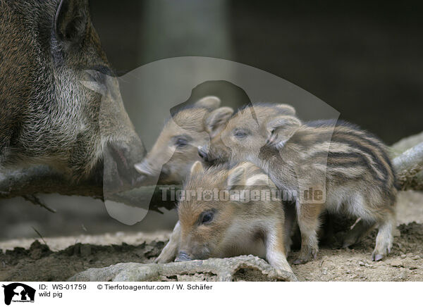 Wildschwein mit Frischlingen / wild pig / WS-01759