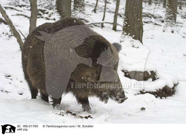 Wildschwein im Winter / wild pig / WS-01760