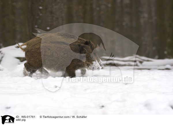 Zwei junge Wildschweine / wild pig / WS-01761