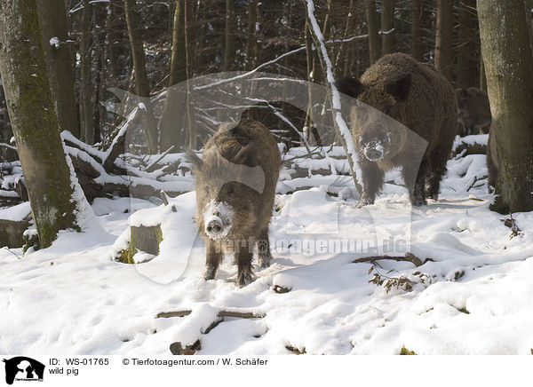 Wildschweine im Winter / wild pig / WS-01765