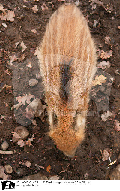 junges Wildschwein / young wild boar / AVD-01421