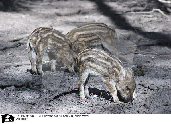 wild boar / BM-01386