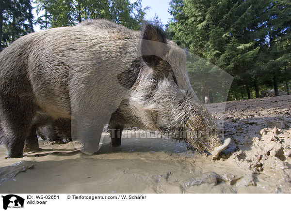 Wildschwein / wild boar / WS-02651