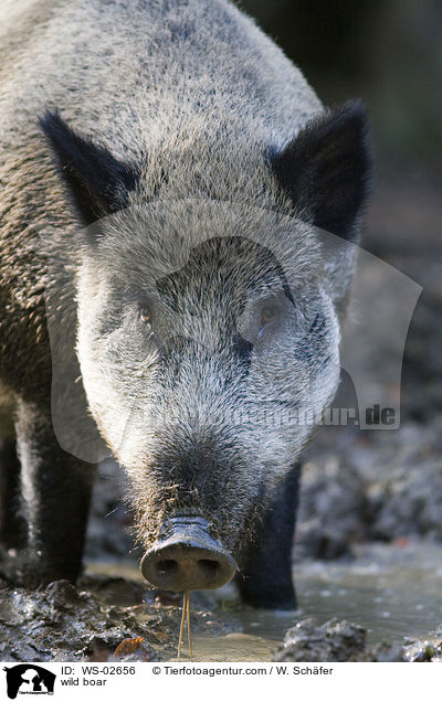 wild boar / WS-02656