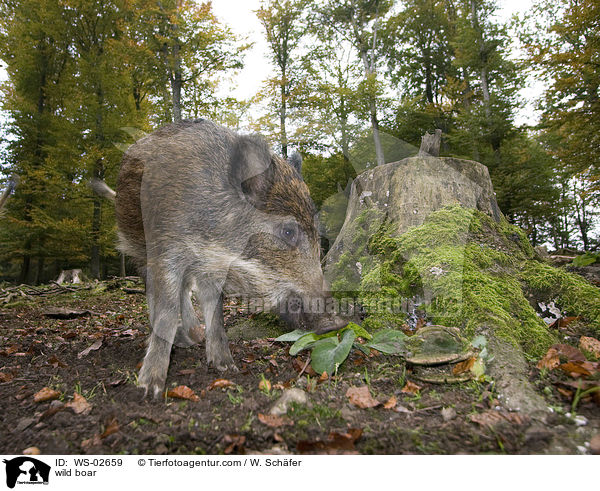 Wildschwein / wild boar / WS-02659
