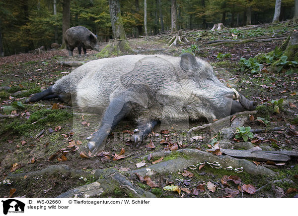 schlafendes Wildschwein / sleeping wild boar / WS-02660