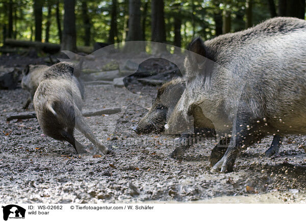 Wildschwein / wild boar / WS-02662