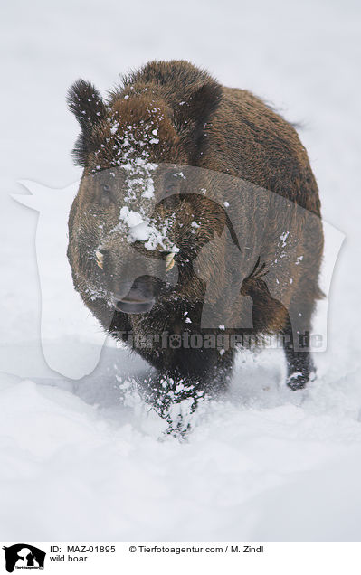 wild boar / MAZ-01895