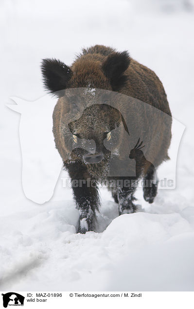 wild boar / MAZ-01896