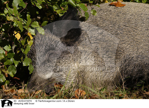 sleeping wild boar / AVD-01870
