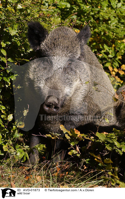 wild boar / AVD-01873