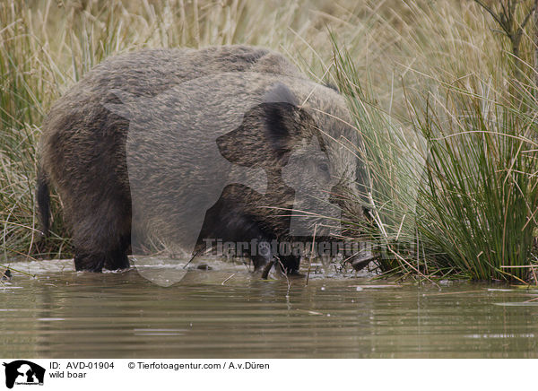 wild boar / AVD-01904